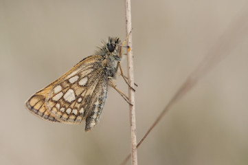 Chequered Skipper (Carterocephalus palaemon)