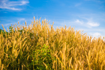 Yellow reed grass coastline of Andaman sea