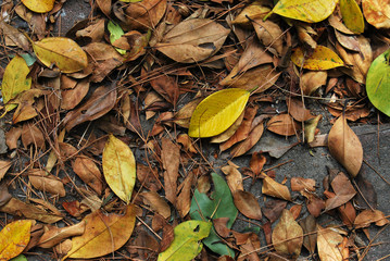 Fallen leaves background
