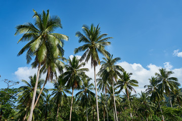 Naklejka na ściany i meble Palms view from the bottom and blue sky