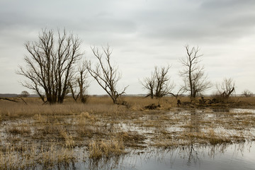 springtime flood on the river oder