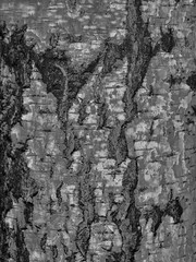 abstract black background texture wood birch bark