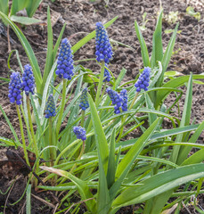 Blossoming   Muscari armeniacum   in the garden
