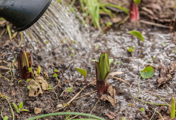 Watering lilies