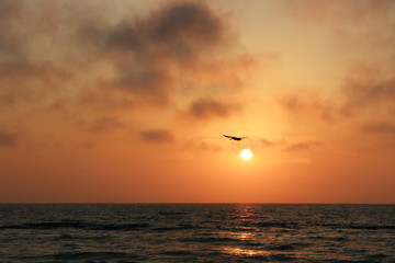 Fototapeta na wymiar Pelikan Sonnenuntergang
