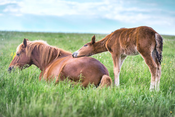 Mare with a foal at summer pasture.