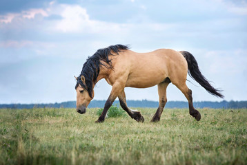 Fototapeta premium Bay horse