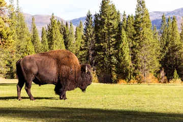 Fototapeten male bison buffalo grazing © Panosoli