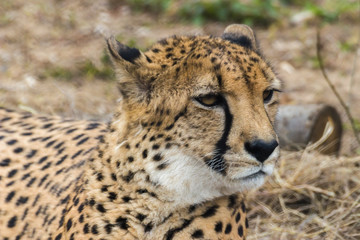 Portrait of a Cheetah. Cheetah is a predator of the cat family. In just a few seconds an adult Cheetah is capable of speeds of the car.