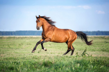 Purebred red stallion runnig gallop.