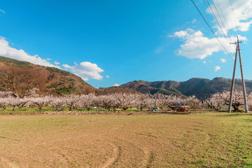  Sakura,Cherry blossom in springtime of Village of Apricot , Nagano,Japan.