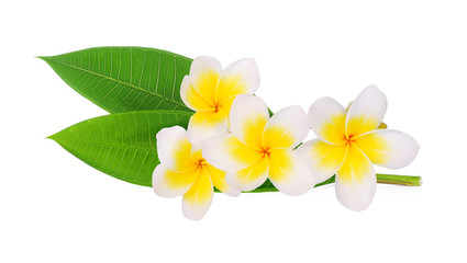 Tropical flowers frangipani (plumeria) with leaf isolated on white background
