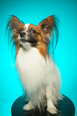 Studio portrait of a small yawning puppy Papillon