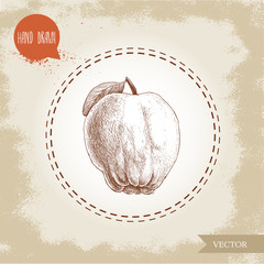 Hand drawn sketch style illustration of quince apple . Vector fruit illustration.