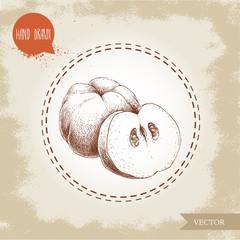 Hand drawn sketch style illustration of quince, half quince. Vector fruit illustration.