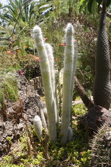 Różne kaktusy w ogrodzie kaktusowym - obrazy, fototapety, plakaty