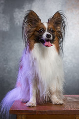 Studio portrait of a small yawning puppy Papillon