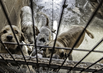 Sad abandoned dogs