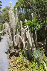 Różne kaktusy w ogrodzie kaktusowym - obrazy, fototapety, plakaty