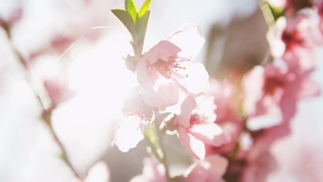 close up of pink blossoms in orchard