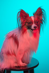 Studio portrait of a small yawning puppy Papillon