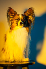 Studio portrait of a small yawning puppy Papillon