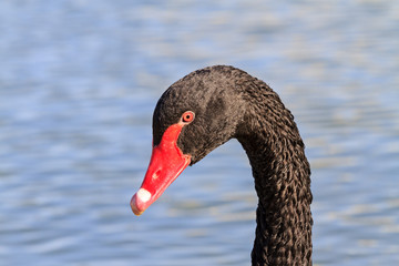 black swan with a red beak on a blue lake