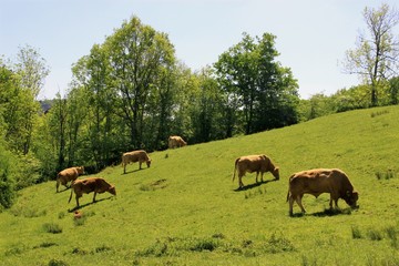 Vaches Limousines.
