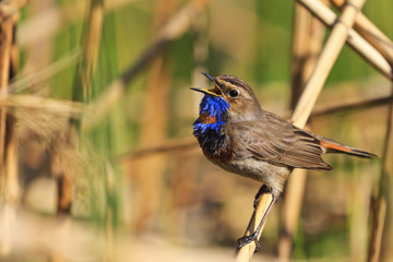 bluethroat colored bird sings the song