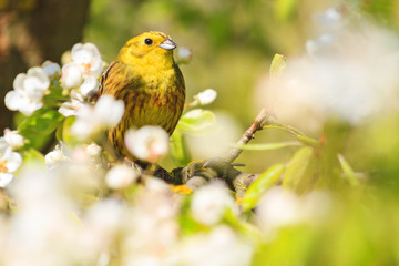 yellowhammer of spring apple blossom