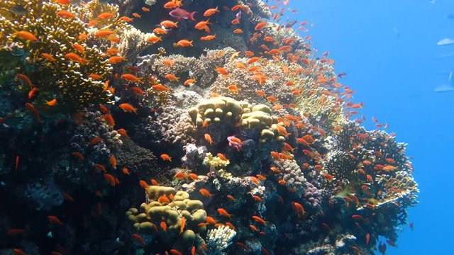 School of tropical fish in a colorful coral reef with water surface in background, Red sea, Egypt. Full HD underwater footage.
