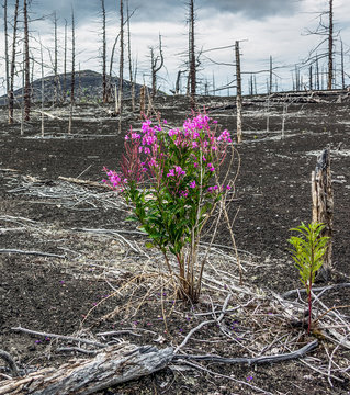 Flower Fireweed in the dead forest - a consequence of a catastro