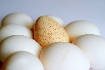 lot of eggs and one Turkey on table