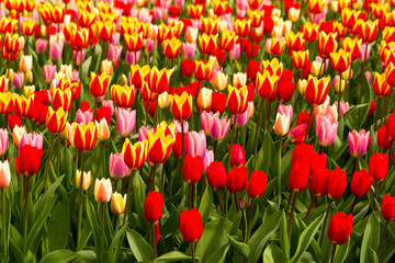Keukenhof