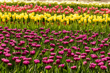 Fototapeta premium Keukenhof