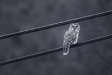 Curious barred Owl sits on the power lines in New Hampshire, US