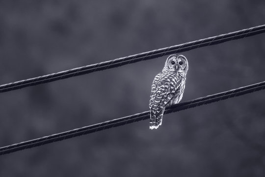 Curious barred Owl sits on the power lines in New Hampshire, US