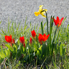 Fr&uuml;hling an der Strasse