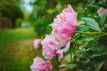 Large brilliant pink peony flowers in countryside garden with a blurred background. Selective focus, side view