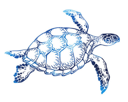 Hand drawn vector turtle