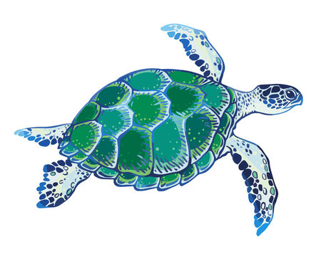 Hand drawn vector turtle