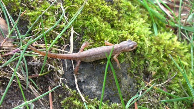Common newt Triturus vulgaris going to spawn in spring