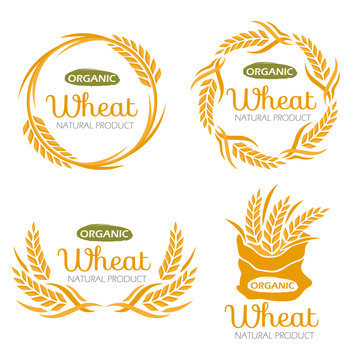Paddy Wheat rice organic grain products food banner sign vector design