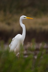 Airone bianco maggiore (Casmerodius albus) - ritratto