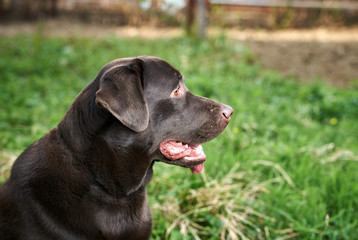 a thoroughbred dog for a walk