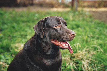 a thoroughbred dog for a walk