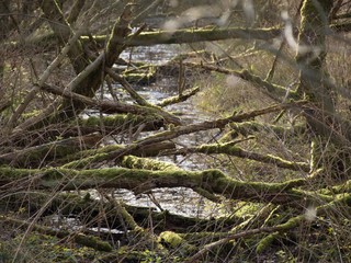 Wald Unterholz
