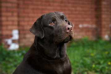 a thoroughbred dog for a walk