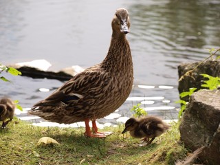 Ente mit Küken
