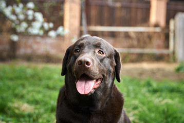 a thoroughbred dog for a walk
